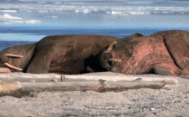 L'allee des glaces