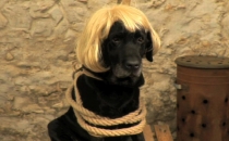 Temps de chien