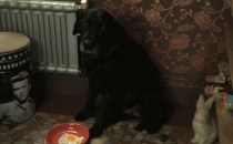 Temps de chien